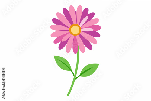 osteospermum flower vector illustration