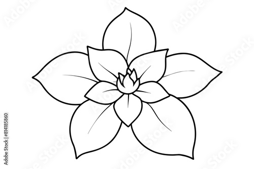 hellebore flower vector illustration