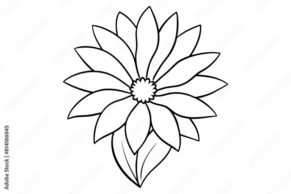 gazania flower vector illustration