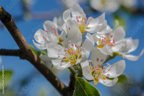 Piękne wiosenne kwiaty jabłoni na tle błękitnego nieba. Różowawe wiosenne kwiaty drzew owocowych są zwiastunem obfitych zbiorów jesienią.