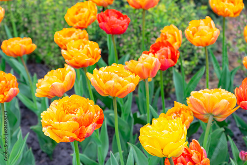 Fototapeta Naklejka Na Ścianę i Meble -  Blooming yellow orange peony shaped tulips flowers in garden outside. Double tulip variety, Double Beauty of Apeldoorn. Spring time, nature gardening, floral background.