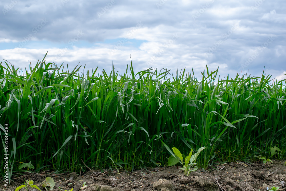 sprouting grain, the edge of agricultural crops sprouting grain, the edge of agricultural crops