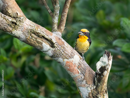 Gilded Barbet on tree trunk against green background