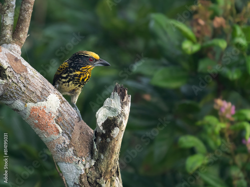 Gilded Barbet on tree trunk against green background