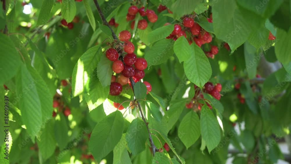Early ripening cherries grow on a tree with fresh green leaves. Early ripening cherries grow on a tree with fresh green leaves.