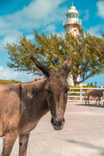 Grand Turk Lighthouse in Turks and Caicos - donkey posing during an excursion while on a Caribbean cruise