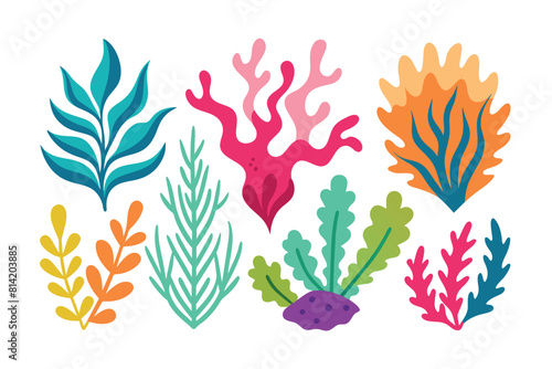 Collection of seaweeds and corals.