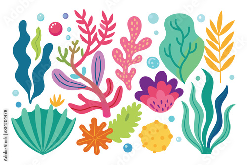 Collection of seaweeds and corals.