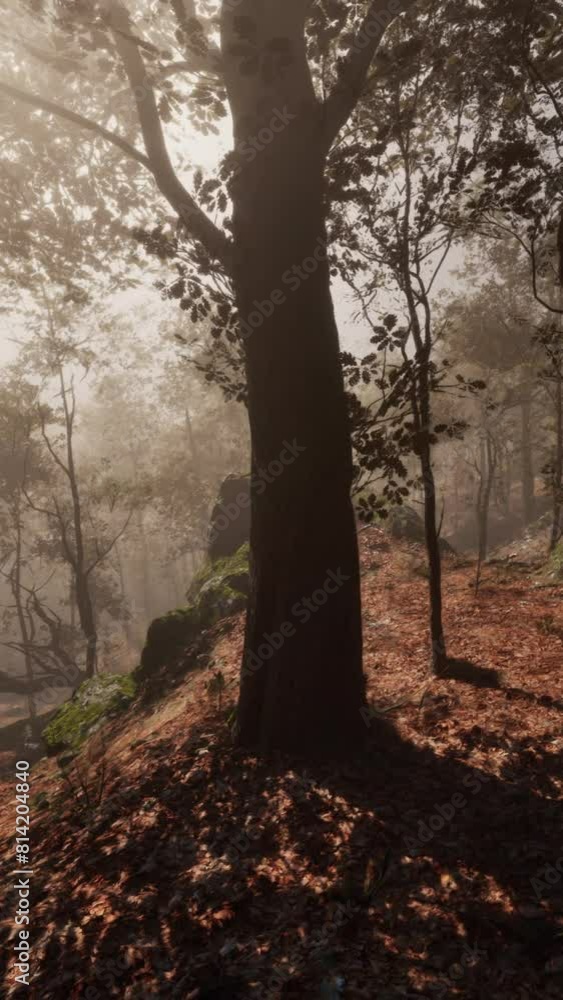 Enchanted autumn forest in fog in the morning Enchanted autumn forest in fog in the morning