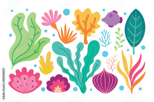 Collection of seaweeds and corals.