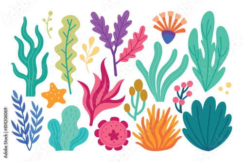 Collection of seaweeds and corals.