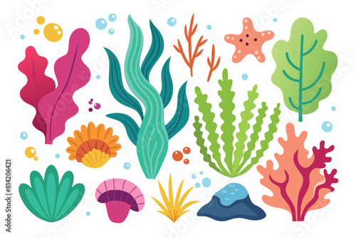 Collection of seaweeds and corals.