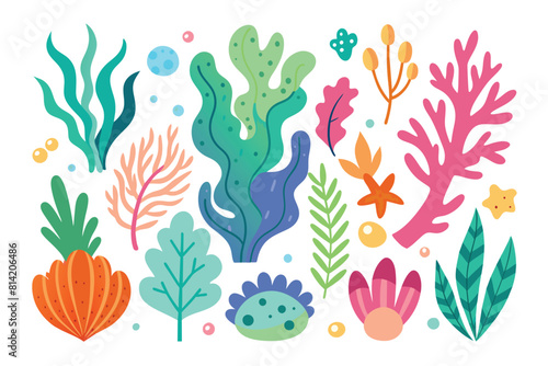 Collection of seaweeds and corals.