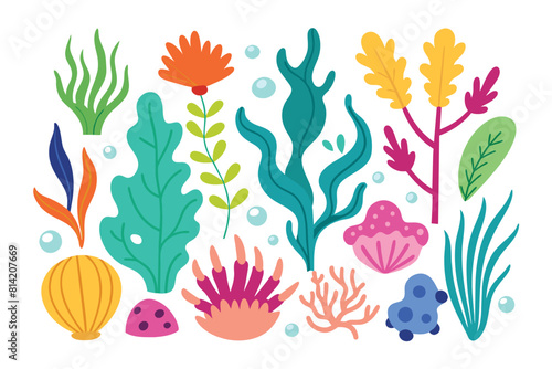 Collection of seaweeds and corals.