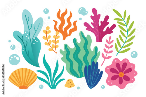 Collection of seaweeds and corals.