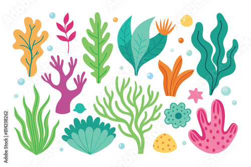 Collection of seaweeds and corals.
