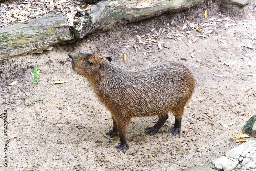Le grand cabiaï ou capybara (Hydrochoerus hydrochaeris) Le grand cabiaï ou capybara (Hydrochoerus hydrochaeris)
