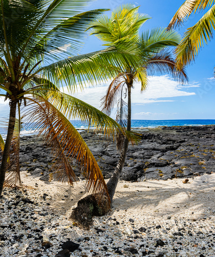 Palm Trees And The Volcanic Shoreline of Alahaka Bay at Puuhonua o Honaunau NHP, Hawaii Island, Hawaii, USA photo