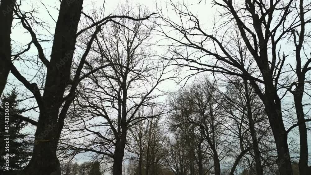 Bare trees against a cloudy sky in a freezing forest landscape Bare trees against a cloudy sky in a freezing forest landscape