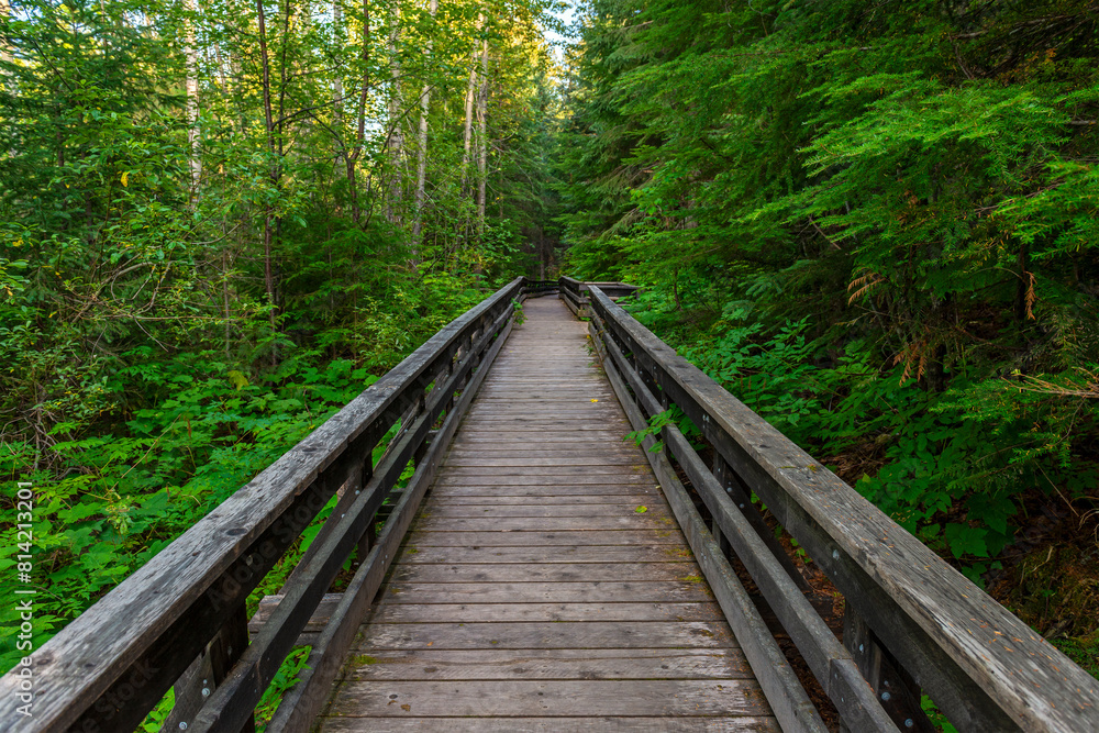 Boardwalk path in Chun T’oh Whudujut Ancient Forest provincial park, Lheidli T’enneh first nations natives, Prince George, British Columbia, Canada. Boardwalk path in Chun T’oh Whudujut Ancient Forest provincial park, Lheidli T’enneh first nations natives, Prince George, British Columbia, Canada.