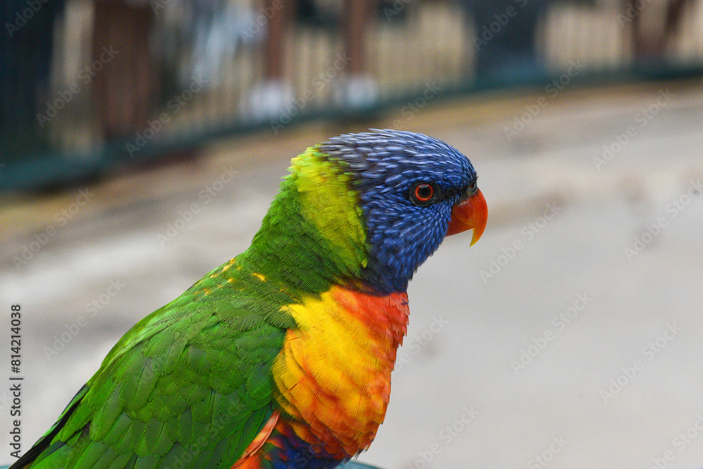 Rainbow lorikeet (Trichoglossus moluccanus) Rainbow lorikeet (Trichoglossus moluccanus)