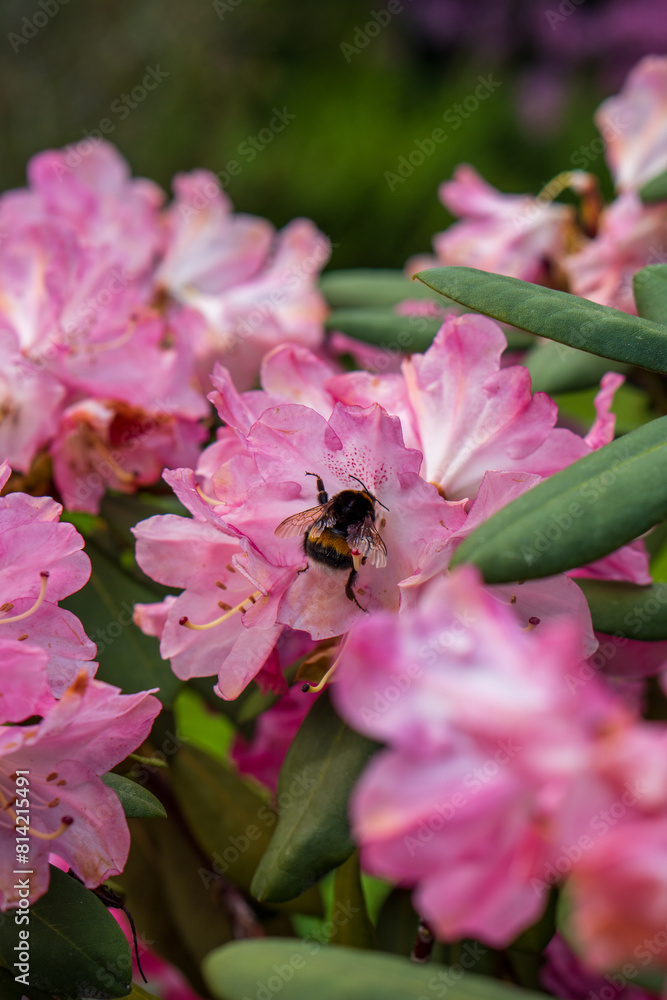 Bee sitting on the flower Bee sitting on the flower
