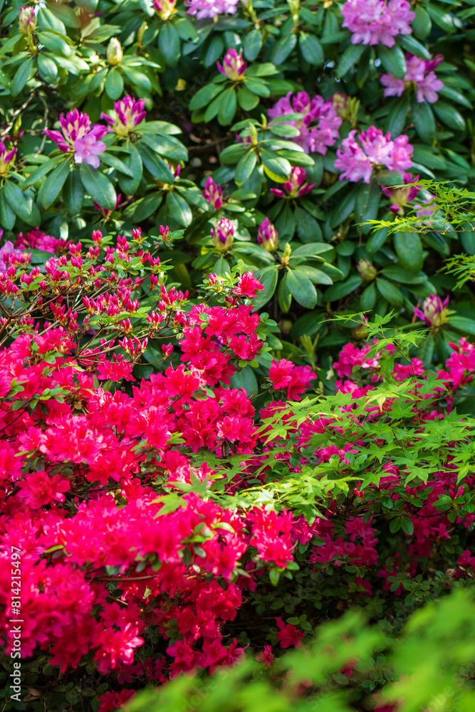Flower full of red Flower full of red