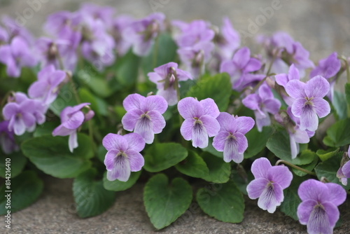 Fototapeta Naklejka Na Ścianę i Meble -  violets flowers in the garden