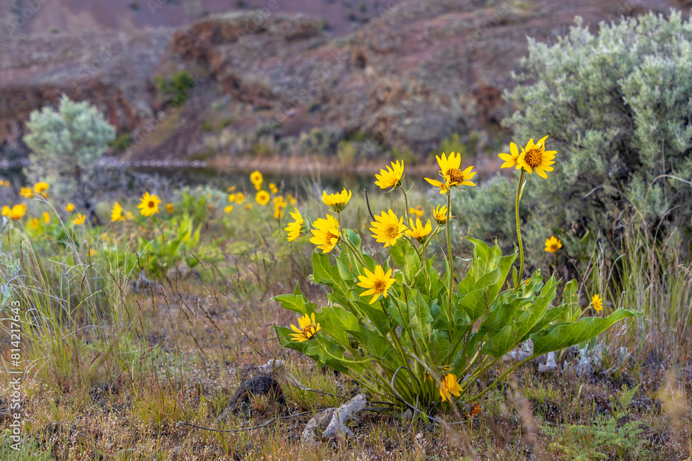 Obraz premium Arrowleaf Balsamroot in the Eastern Washington Desert