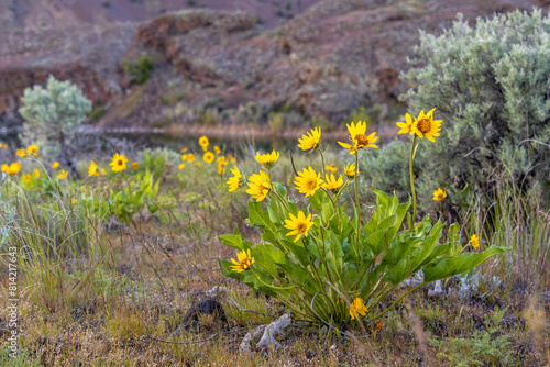 Arrowleaf Balsamroot in the Eastern Washington Desert