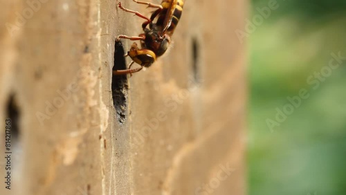 The venomous Japanese hornet is one of the largest wasp species in the world. They are dangerous animals because of their deadly venom.