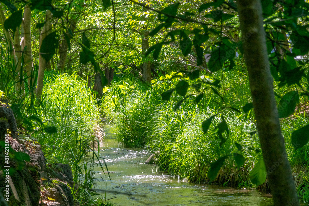 Obraz premium 初夏の精進河畔公園（北海道札幌市豊平区）