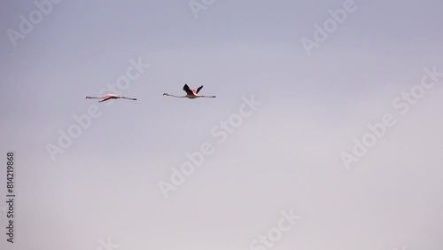 two flamingos in the sky