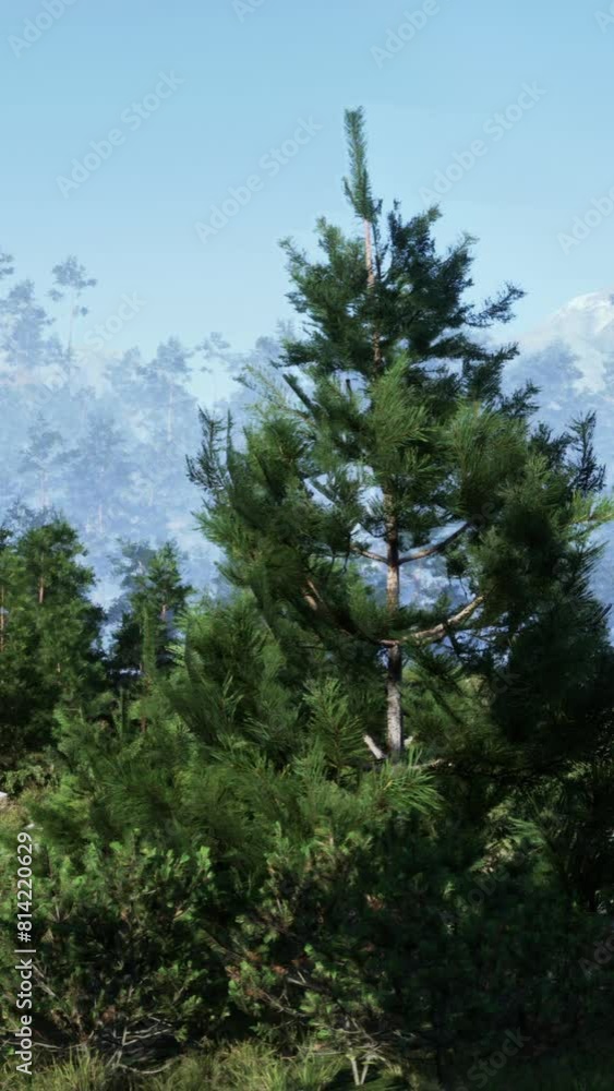 A large rock formation dense with pine trees A large rock formation dense with pine trees