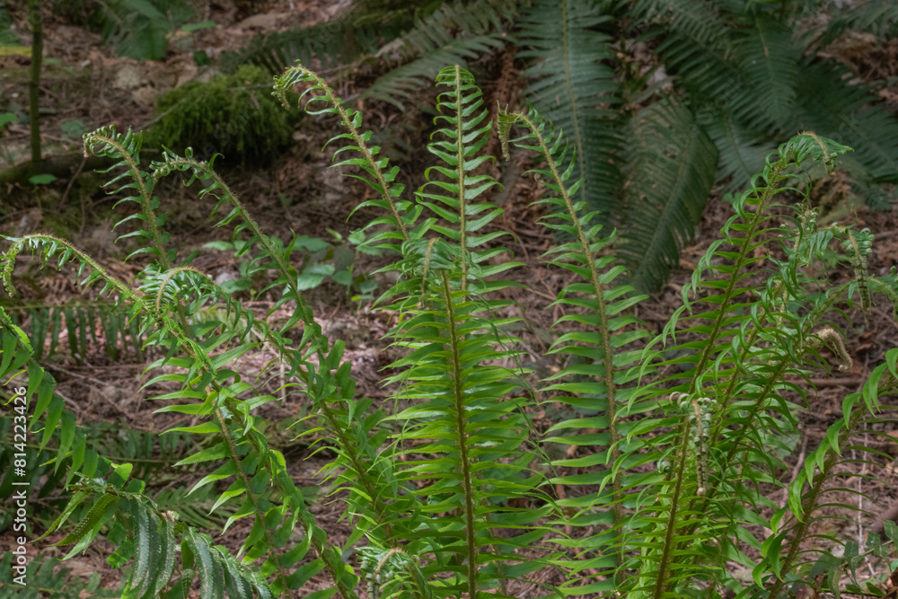 Sword Fern (polystichum munitum) Sword Fern (polystichum munitum)