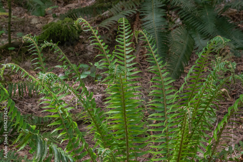 Sword Fern  polystichum munitum 