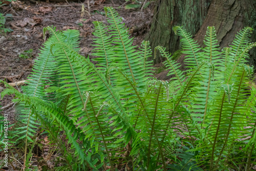 Sword Fern (polystichum munitum) photo