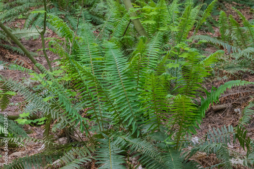 Sword Fern  polystichum munitum 