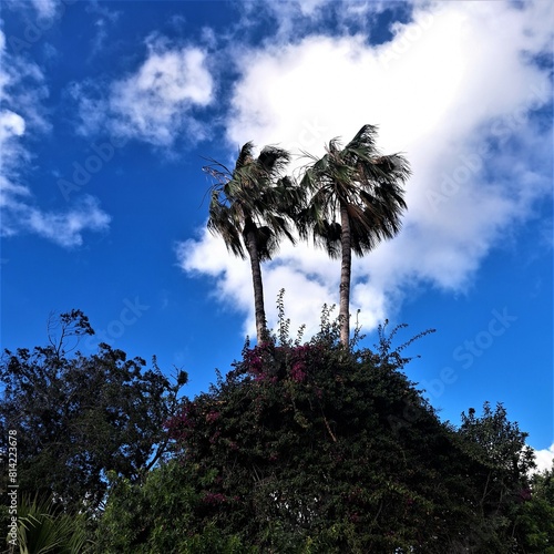 tree and sky