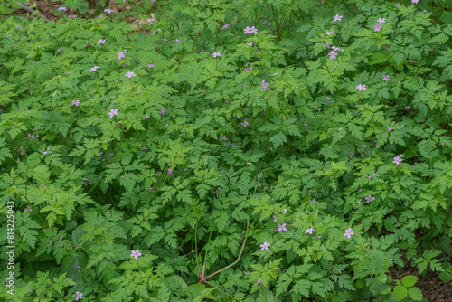 Photos Herb Robert (Geranium Robertainum)