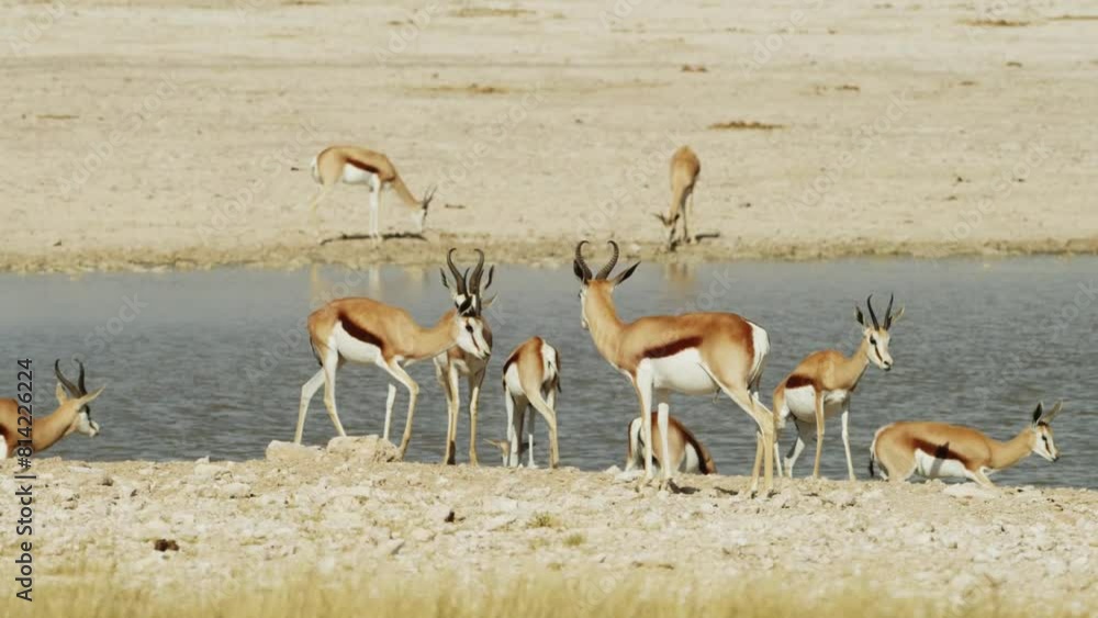 Impala herd drinking water in river, Namibia. Springbok Antelopes in Savannah During Sunny Day At Central Kalahari Game Reserve In Botswana. Wild mammal animals of Africa concept. Safari tourism Impala herd drinking water in river, Namibia. Springbok Antelopes in Savannah During Sunny Day At Central Kalahari Game Reserve In Botswana. Wild mammal animals of Africa concept. Safari tourism