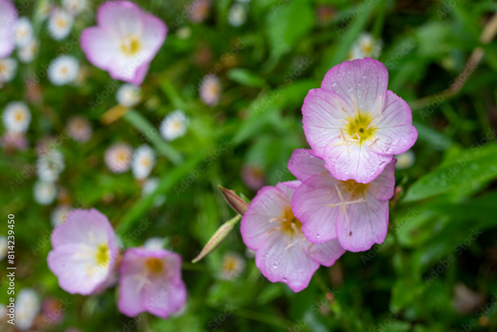 Fototapeta premium 雑草245 月見草