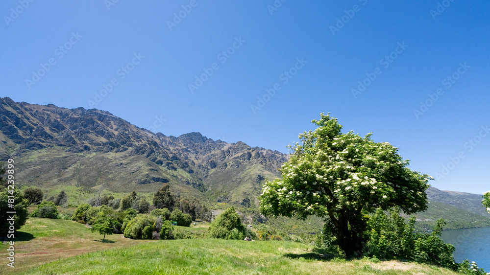 Tree in a vibrant green valley with New Zealand mountains. A lone tree thrives under a clear blue sky with rugged peaks in the background. Concept of Nature, Solitude, Landscape, Scenic, Wilderness.