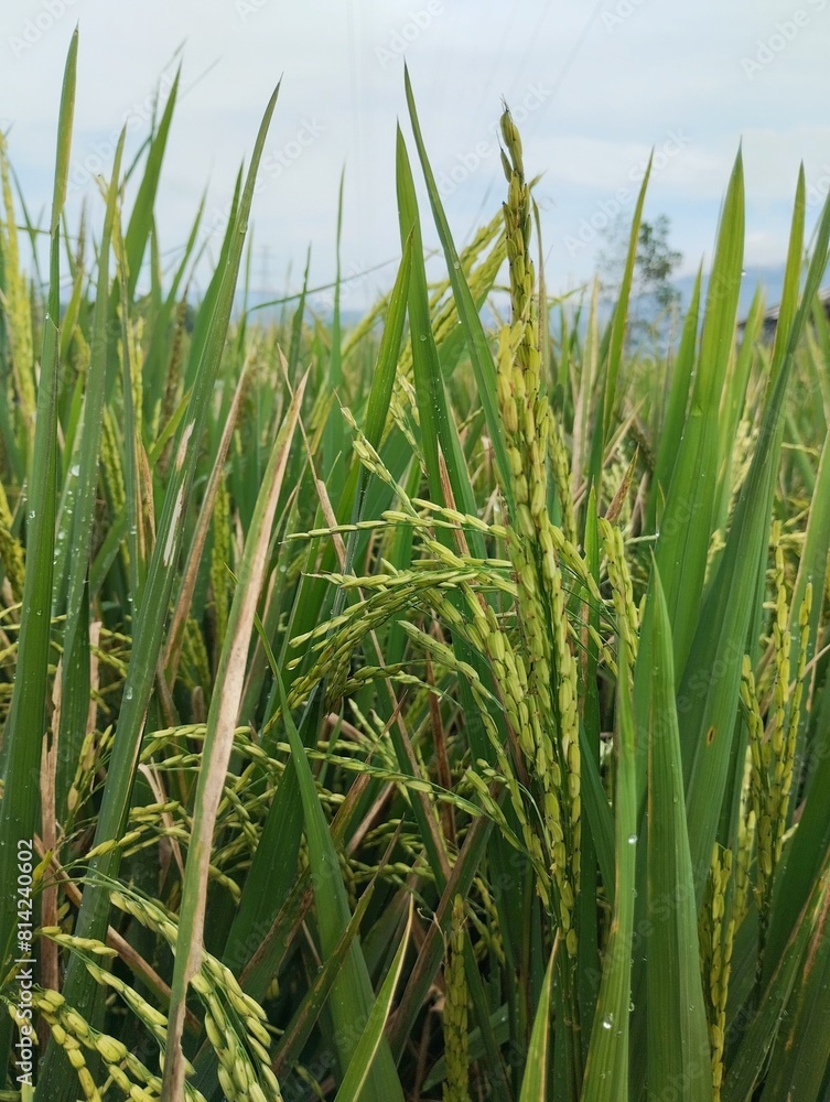 Fototapeta premium Agricultural fields. Green rice plants on agricultural land