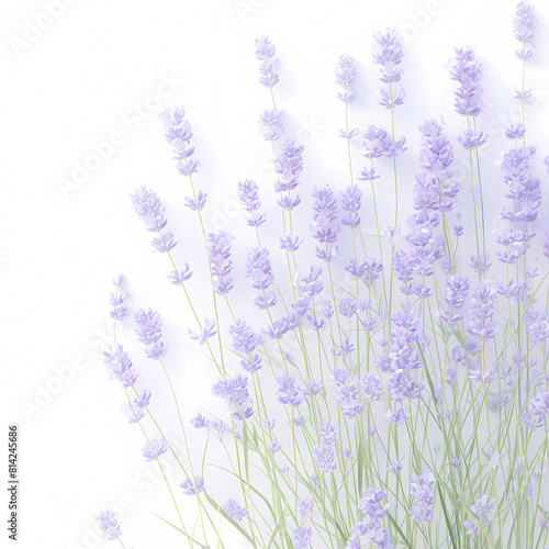 Breathtaking lavender blossoms in full bloom against a serene white background  perfect for luxury brand promotion and artistic inspiration.