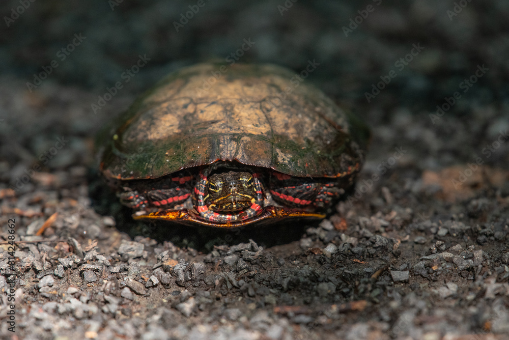 Fototapeta premium Eastern Painted Turtle