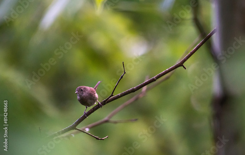 House Wren