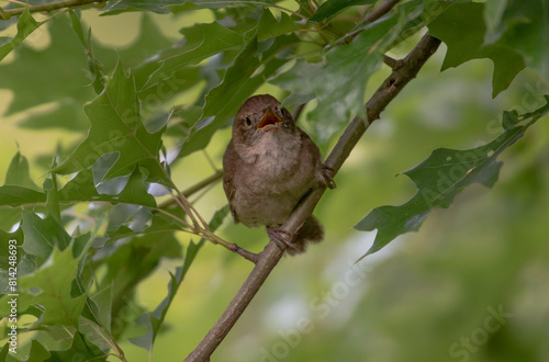 House Wren