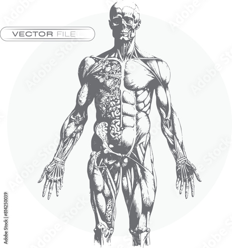 Inner Strength: Anatomical View of Human Musculature and Organs