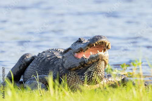 American alligator (Alligator mississippiensis) with its mouth open on the bank of the Myakka River in Florida